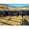 Image 6 : Roberts Ranching - 580# October Delivery Steer Calves - 70 Head (Lac La Hache, BC)