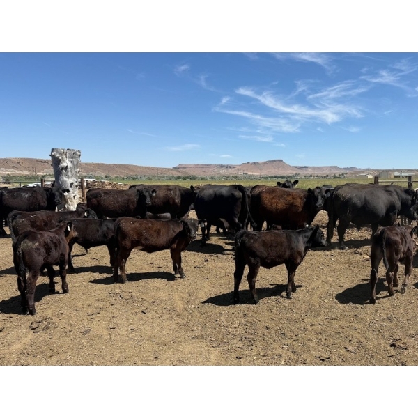 Rex & Karen Hoagland - 610# September Delivery Steer & Heifer Calves - 90 Head (Melba, ID)
