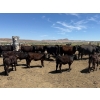 Image 1 : Rex & Karen Hoagland - 610# September Delivery Steer & Heifer Calves - 90 Head (Melba, ID)
