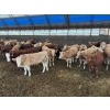 Image 2 : ES Cattle Company - 1000# May Delivery Steers - 62 Head (Eaglesham, AB)