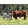 Image 2 : Reilly Lake Ranching - 900# February Delivery Weaned Heifers - 65 Head (Lloydminster, AB)