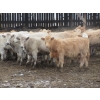 Image 3 : Vossepoel Cattle Co. - 630# December Delivery Weaned Heifers - 250 Head (Tilley, AB)