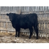 Image 6 : SaskAlta Farms - 740# March Delivery Heifers - 140 Head (Alsask, SK)
