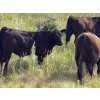 Image 6 : Garvin Kostal - 625# November Delivery Steer Calves - 95 Head (Spring Valley, SK)