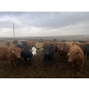Image 1 : Westview Feeders - 860# March Delivery Steers - 70 Head (Monarch, AB)