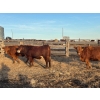 Image 2 : Deer Range Farms - 1070# November Delivery Heifers - 55 Head (Stewart Valley, SK)