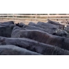 Image 7 : Schweb Family Cattle - 650# October Delivery Steer Calves - 90 Head (Logan Lake, BC)