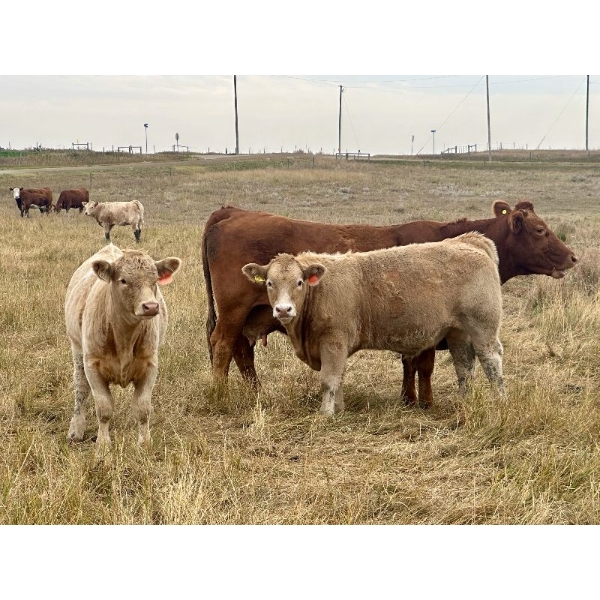 Darcy, Colton & Blake Reinhardt - 675# October Delivery Steer Calves - 90 Head (Nightingale, AB)