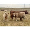 Image 1 : Darcy, Colton & Blake Reinhardt - 675# October Delivery Steer Calves - 90 Head (Nightingale, AB)