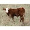 Image 3 : Lamb Cattle Company - 500# October Delivery Steer Calves - 245 Head (Hanley, SK)