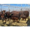 Image 6 : Spruce Ridge Farms  - 19 3 Year-Old Cows (Pen 427)