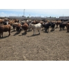 Image 6 : Amber Mountain Farms - 720# June Delivery Heifers - 110 Head (Fincastle, AB)
