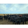 Image 3 : Monette Farms - 800# January Weaned Steers - 235 Head (Airdrie, AB)