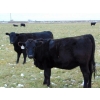 Image 2 : North Butte Land & Cattle - 18 Black/BBF April/May Calving Bred Heifers (Millicent, AB)