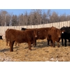 Image 4 : Hopper Farms/Jace Poffenroth - 910# January Delivery Steers - 68 Head (Eckville, AB)