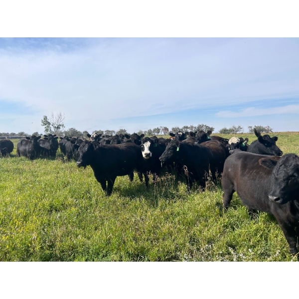 Jay Be Acres Ltd. - 910# September Delivery Grass Heifers - 67 Head (Deloraine, MB)