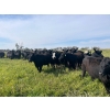 Image 1 : Jay Be Acres Ltd. - 910# September Delivery Grass Heifers - 67 Head (Deloraine, MB)