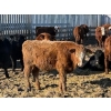 Image 4 : Jeff MacMillan - 825# March/April Delivery Steers - 60 Head (Marquette, MB)