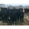 Image 5 : Bar 7 Ranch - 775# April/May Delivery Heifers - 78 Head (MacGregor, MB)