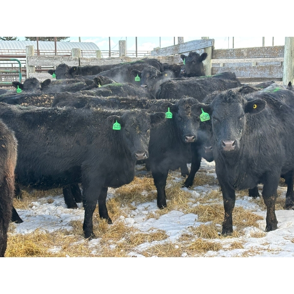 Fox Cattle Co. - 10 Bred Heifers (Pen 513A)