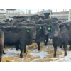 Image 1 : Fox Cattle Co. - 10 Bred Heifers (Pen 513A)