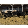Image 5 : Kristjanson Farms - 775# February Weaned Steers - 25 Head (Foam Lake, SK)