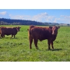 Image 6 : Horizon Ridge Farms - 700# Nov/Dec Delivery Steer Calves - 65 Head (Rimbey, AB)