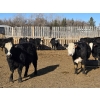 Image 10 : Bircham Ranch - 920# March Delivery Steers - 200 Head (Piapot, SK)