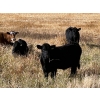 Image 5 : Dalbey Farms - 700# October Delivery Steer Calves - 50 Head (Dalum, AB)