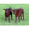 Image 5 : Knapp Farms - 550# October Delivery Steer Calves - 110 Head (Southey, SK)