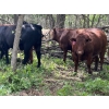 Image 5 : Turtleview Livestock - 975# July Delivery Grass Heifers - 186 Head (Goodlands, MB)