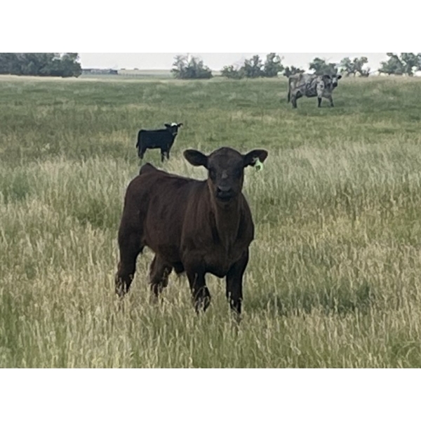 Ed Curry Ranching Ltd. - 570# November Delivery Steer Calves - 180 Head (Big Stone, AB)