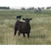 Image 1 : Ed Curry Ranching Ltd. - 570# November Delivery Steer Calves - 180 Head (Big Stone, AB)