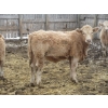 Image 25 : Vossepoel Cattle Co. - 680# December Delivery Weaned Steers - 250 Head (Tilley, AB)