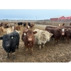 Image 2 : Rice Farms - 950# January Weaned Steers - 124 Head (Lacombe, AB) 
