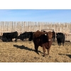 Image 2 : Drew Bayes - 820# Jan/Feb Delivery Steers - 49 Head (Trochu, AB)