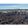 Image 2 : 6U Cattle Company - 900# June Delivery Heifers - 70 Head (Manning, AB) VBP+