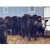 Image 9 : G & B Farms - 740# March Delivery Steers - 79 Head (Deloraine, MB) VBP+