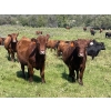 Image 12 : Lone Star Cattle Co. - 1040# Sept/Oct Delivery Grass Steers - 390 Head (Buck Lake, AB)