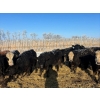 Image 2 : Tee Two Land & Cattle Co. - 675# March Delivery Steers - 82 Head (Kelliher, SK) VBP+