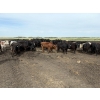 Image 3 : Marketa Land & Cattle - 1250# September Delivery Steers - 50 Head (Botha, AB)