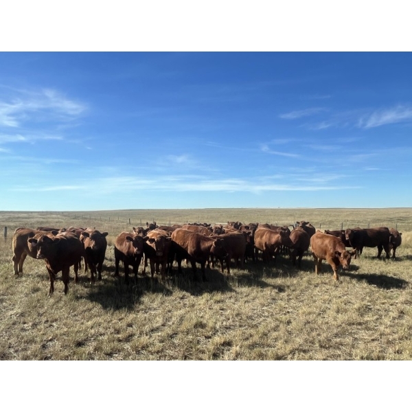 Clay Ridge Farms Inc. - 870# October Delivery Grass Heifers - 37 Head (Big Stone, AB)