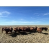 Image 1 : Clay Ridge Farms Inc. - 870# October Delivery Grass Heifers - 37 Head (Big Stone, AB)