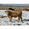 Image 9 : X Bar X Cattle Co. Ltd. - 971# March/April Delivery Steers - 64 Head (Lomond, AB)