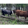 Image 6 : Turtleview Livestock - 975# July Delivery Grass Heifers - 186 Head (Goodlands, MB)