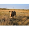 Image 2 : Bruce & Derek Christensen - 720# November Delivery Steer Calves - 80 Head (Rainier, AB)