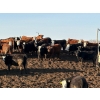 Image 2 : Four Harts Cattle Co. - 800# April Delivery Heifers - 75 Head (Vermilion, AB)