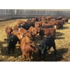 Image 3 : Van Hall Cattle Co. - 1000# April Delivery Steers - 180 Head (Scandia, AB)