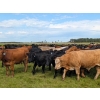 Image 13 : Chipping Hill Cattle Co. - 1025# October Delivery Grass Steers - 300 Head (Zhoda, MB)