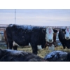 Image 5 : YV Ranch - 3 Hereford Heifers (Pen 519)